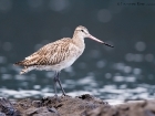 Pfuhlschnepfe / Bar-tailed Godwit