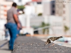SteinwÃ¤lzer / Ruddy Turnstone