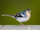 Buchfink / Chaffinch