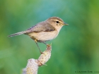 Kanarenzilpzalp / Canary Islands Chiffchaff