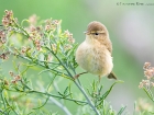 Kanarenzilpzalp / Canary Islands Chiffchaff