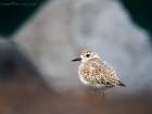 Kiebitzregenpfeifer / Grey Plover