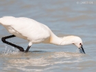 LÃ¶ffer / Eurasian Spoonbill