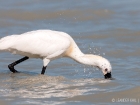 LÃ¶ffer / Eurasian Spoonbill