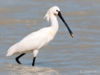 LÃ¶ffer / Eurasian Spoonbill
