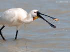 LÃ¶ffer / Eurasian Spoonbill