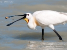 LÃ¶ffer / Eurasian Spoonbill