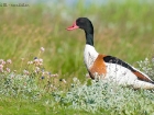 Brandgans / Common Shelduck