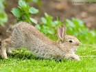 Wildkaninchen / European Rabbit