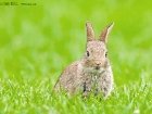 Wildkaninchen / European Rabbit
