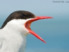 KÃ¼stenseeschwalbe / Arctic Tern