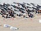 Austernfischer / Eurasian Oystercatcher