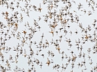 AlpenstrandlÃ¤ufer und Knutts / Dunlins and Red Knots