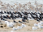 MÃ¶wen und Limikolen / Gulls and waders