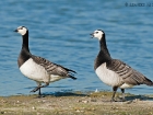 NonnengÃ¤nse / Barnacle Geese