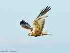 Rohrweihe / Marsh Harrier