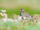 Rotschenkel / Common Redshank