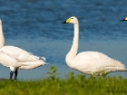 SingschwÃ¤ne / Whooper Swans