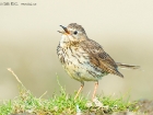 Wiesenpieper / Meadow Pipit
