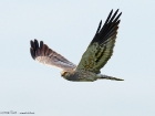 Wiesenweihe / Montagu\'s Harrier