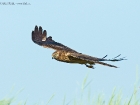 Wiesenweihe / Montagu\'s Harrier