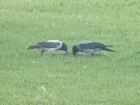 Hooded Crow / Nebelkrähe