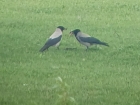 Hooded Crow / Nebelkrähe