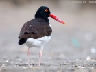 Braunmantelausternfischre / American Oystercatcher