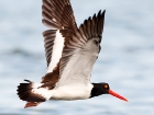 Braunmantelausternfischre / American Oystercatcher