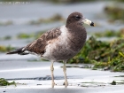 Schwanzbandmöwe / Band-tailed Gull
