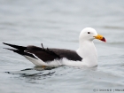 Schwanzbandmöwe / Band-tailed Gull