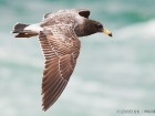 Schwanzbandmöwe / Band-tailed Gull