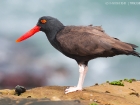 Südamerikanischer Austernfischer / Blackish Oystercatcher