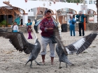 Chilepelikan / Peruvian Pelican