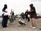 Chilepelikan / Peruvian Pelican