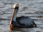 Chilepelikan / Peruvian Pelican