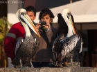 Chilepelikan / Peruvian Pelican
