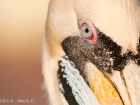 Chilepelikan / Peruvian Pelican