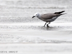 Graumöwe / Grey Gull