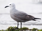 Graumöwe / Grey Gull