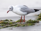 Graukopfmöwe / Grey-headed Gull