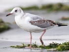 Graukopfmöwe / Grey-headed Gull