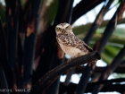 Kanincheneule / Burrowing Owl