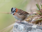 Morgenammer / Rufous-collared Sparrow