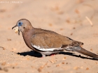 Perutaube / West Peruvian Dove