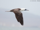 Guanotölpel / Peruvian Booby