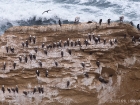 Guanotölpel / Peruvian Booby