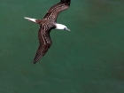 Guanotölpel / Peruvian Booby