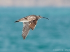 Regenbrachvogel / Whimbrel