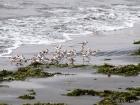 Sanderling